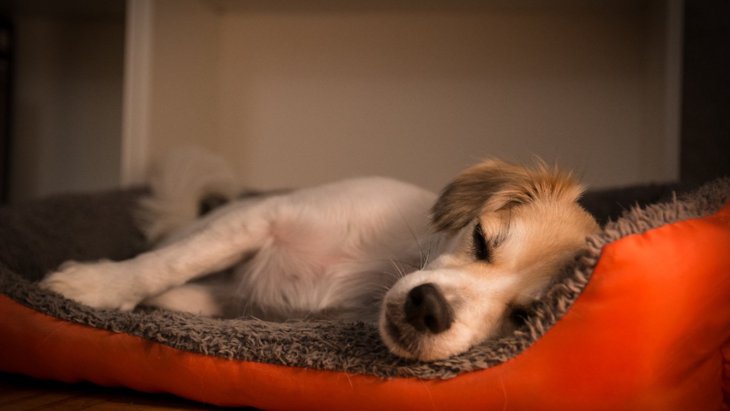 犬にとって理想的な睡眠時間って？寝すぎや睡眠不足のサインまで解説