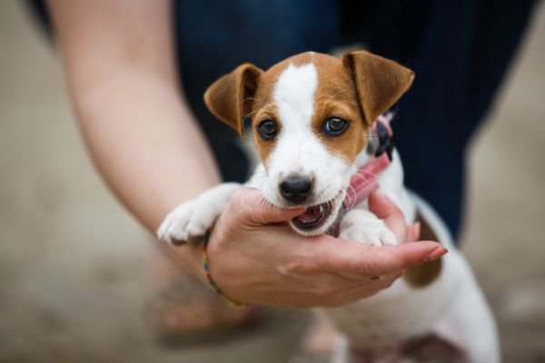 犬が甘噛みをする理由5つ！やめさせるためのしつけや対策を解説