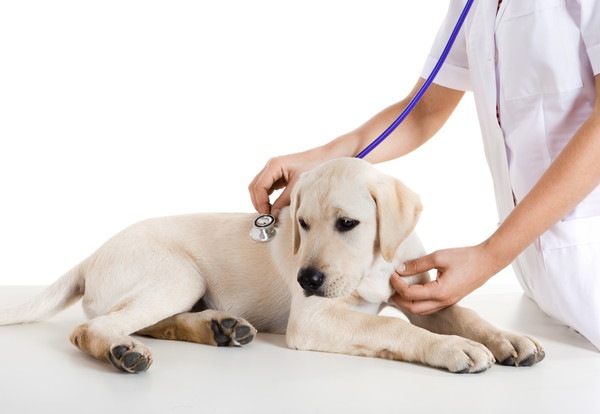 犬のトリコモナス症の原因や治療、予防法について
