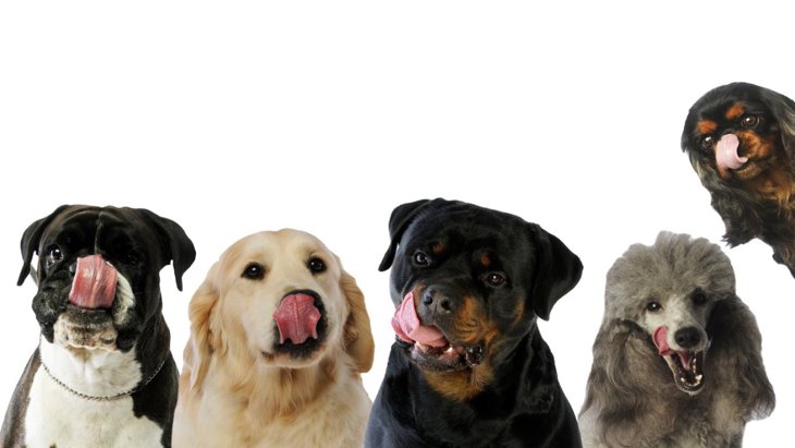 犬が大好きな『４つの食材』とは？与える時に注意すべきポイントやコツを解説