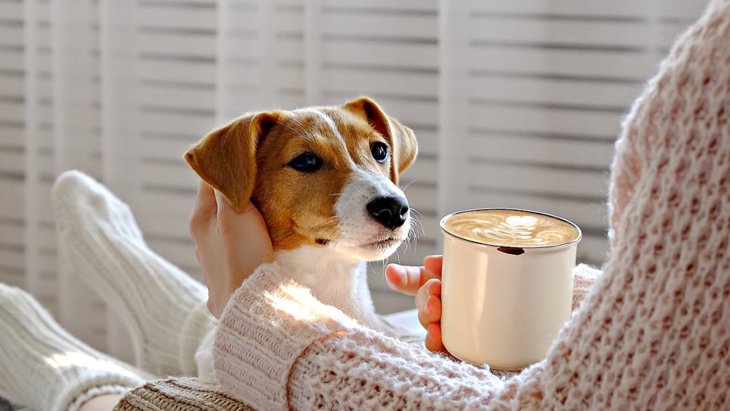 犬が飲んだら亡くなる「コーヒーの致死量」とは？飲んでしまった時にすべき対処法とは？