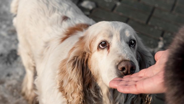 犬は飼い主の匂いと他人の匂いを区別できる！【研究結果】