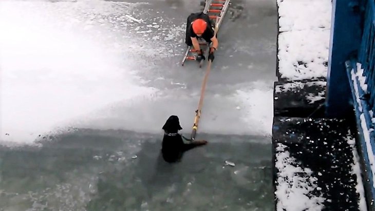 真冬の凍った川に犬が落ちた…消防隊の活躍に歓声と感謝！