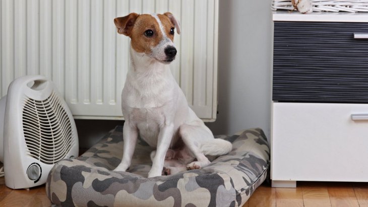 犬の留守番で暖房は使うべき？何度に設定するのが適切？