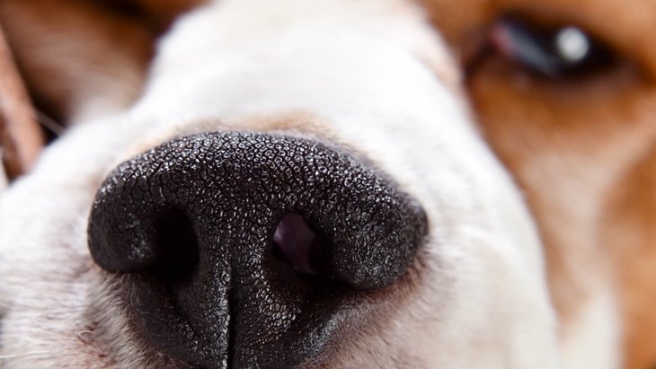 犬の鼻が乾燥している時に注意すべきこと