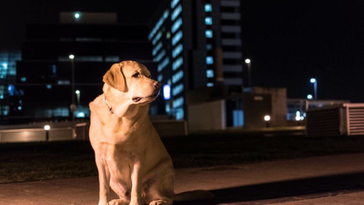 犬は暗い時どう見えているの？夜道の散歩でライトは必要？