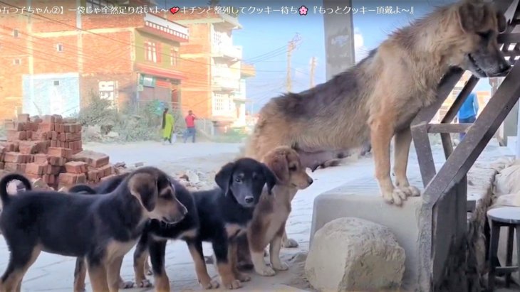 【ネパール】「並んで並んで〜！」順番待ちができる野良犬一家