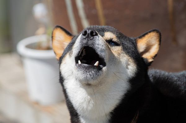 犬が吠える理由！吠える原因としつけ方、吠えやすい犬種はいる？