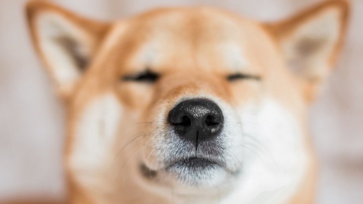 犬が鼻を鳴らす理由は？鳴らし方の違いによる意味や注意すべき症状