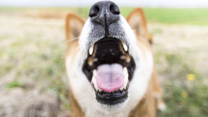 犬から異臭がするときに考えられる原因４つ