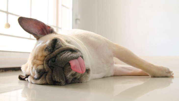 犬の『舌』でわかる健康状態４選！出しっぱなしにしているのは問題ないの？