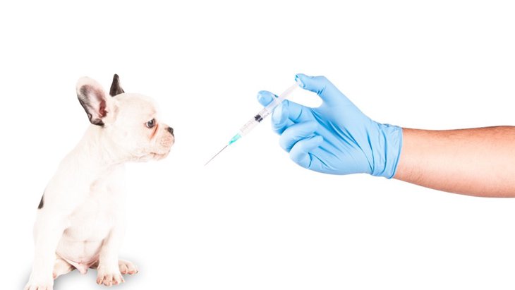 犬のワクチンアレルギー体験談