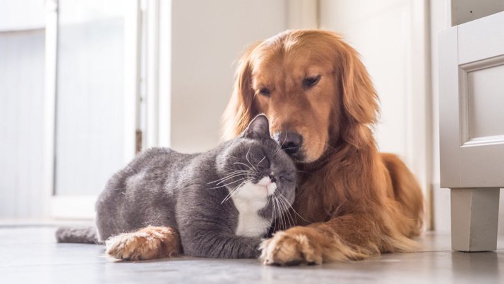 同居している犬と猫の関係や行動についてのアンケート調査結果