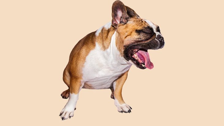 犬が『胃液』を吐く3つの原因！症状別の危険度リスト