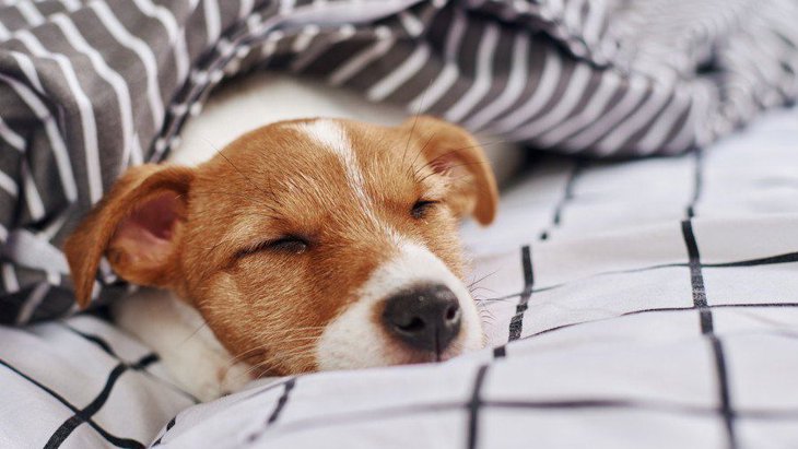犬が『添い寝』してくれる時の心理３選