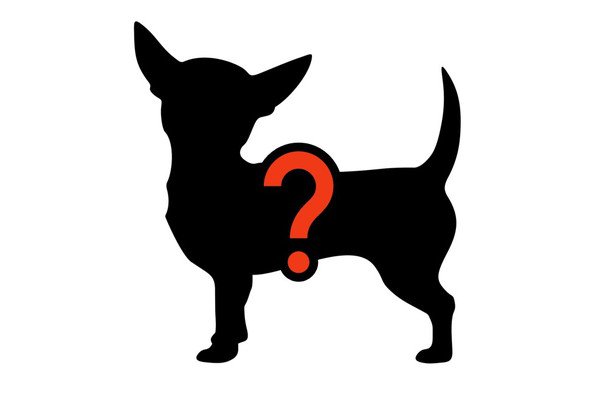 テチチはチワワの基礎となった犬？見た目の特徴や歴史を紹介