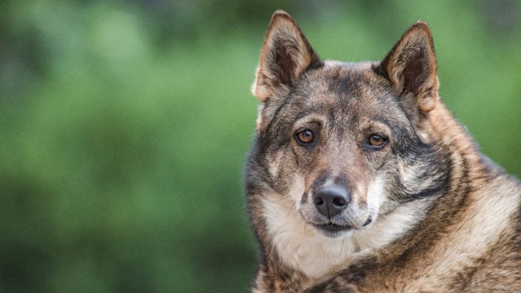考古学が明らかにした古代シベリア犬の食生活の進化