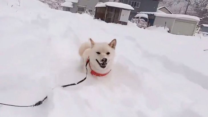 尊いが過ぎる…！雪の中を最っ高に楽しそうに駆け回る白柴犬さんが話題♡
