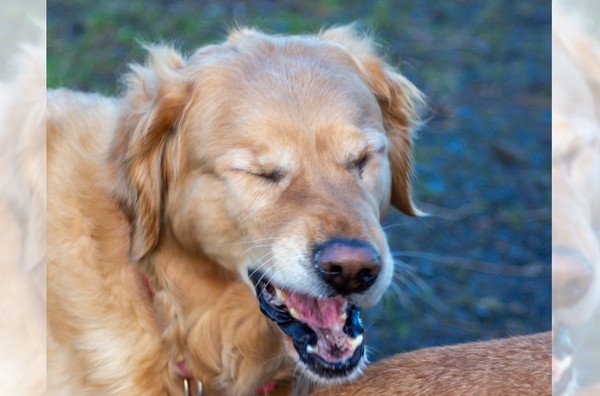 犬の花粉症とは？特徴やアレルギーによる症状、適切な対策を解説