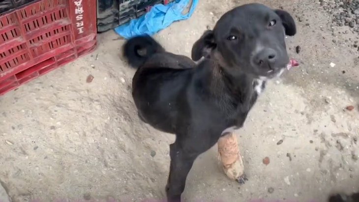 【ネパール】どうか元気になって…事故で骨折した野良犬に薬を届けたい！