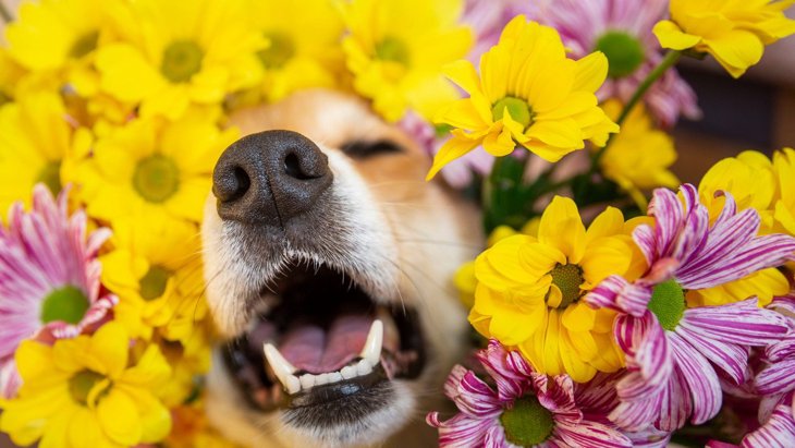 犬の『鼻』はこんなにすごい！人間の1億倍も優れた嗅覚に隠された特殊能力とは