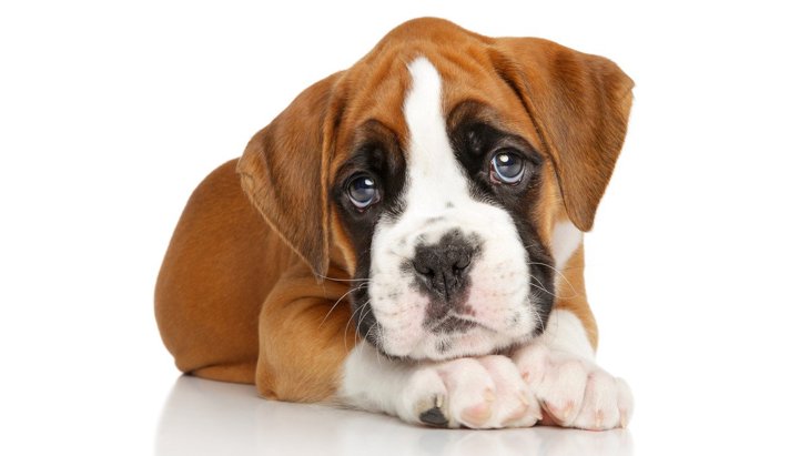 犬が悲しい目をしている時の心理とは？5つの気持ちと対処法