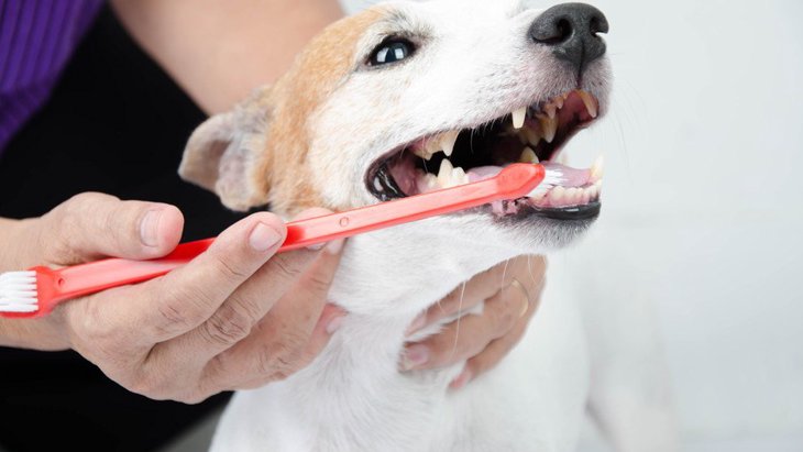 犬が『歯周病』になってしまう絶対NG習慣３つ！今すぐ改善すべきこととは？