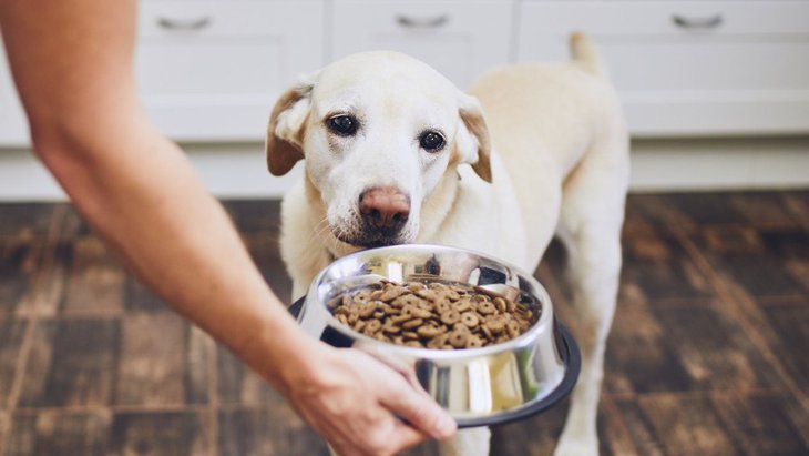 犬にNGな『フードボウル』の特徴３選！食欲減退だけでなく、病気になる可能性も？