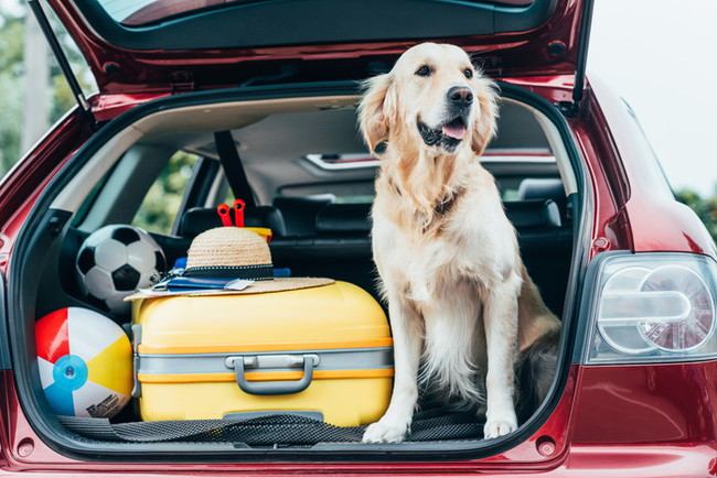 【愛犬と旅行に関する意識調査】旅行に愛犬を連れて行くと8割以上が回答。子育てへの支出が少ない世帯が最も多い結果に。