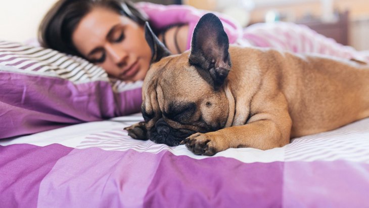 犬が飼い主の頭や首付近で寝る心理３選！良い意味？悪い意味？