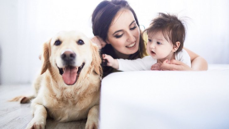 「犬と飼い主」と「乳幼児と母親」の愛着は共通している【研究結果】