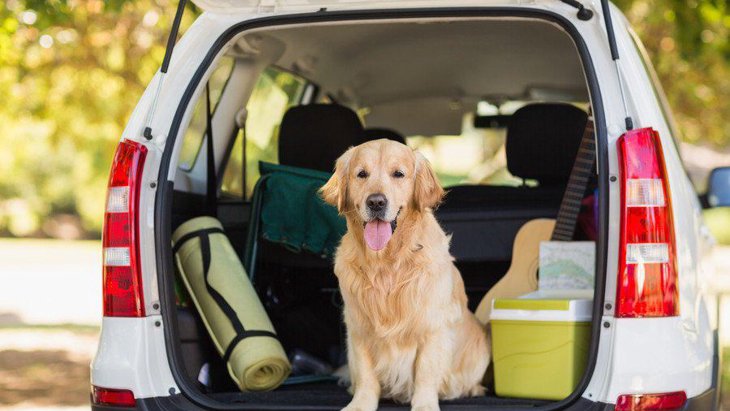 犬と車でお出かけするコツ！安全なドライブ方法から注意点まで