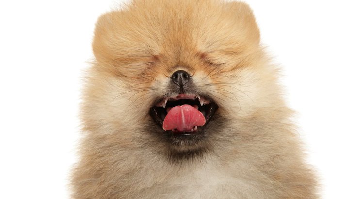 犬の『逆くしゃみ』は病気なの？引き起こしやすい犬種7選と対処法