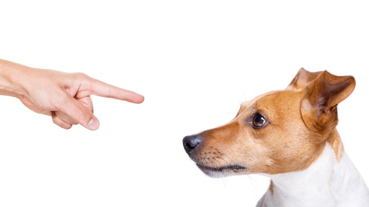 犬を叱るときはコレを意識して！３つのコツや効果的な方法を解説