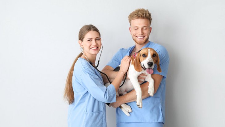 犬の健康診断を行うべき3つの理由！受ける年齢や頻度の目安とは？