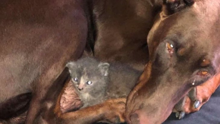 【感動】出産間もないドーベルマンは保護子猫の「代理ママ」として愛を注ぐ