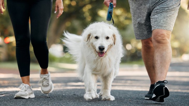 シニア犬（老犬）が散歩を嫌がる理由は？歩く必要性や楽しいお散歩のコツ