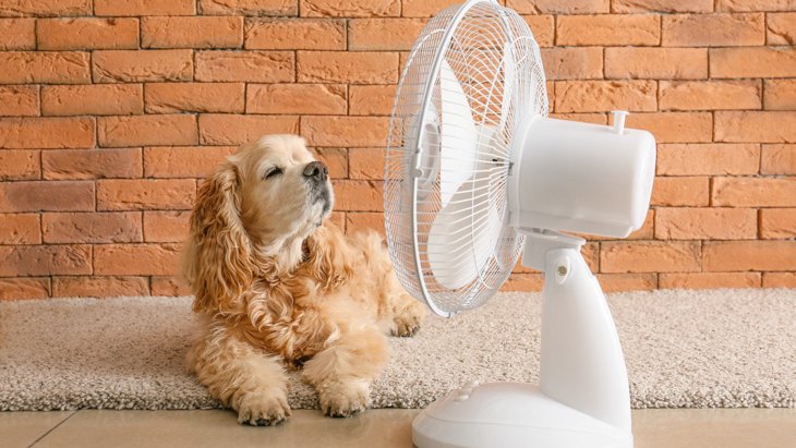 『特に暑さに弱い犬種』4選　絶対してはいけないNG行為まで解説