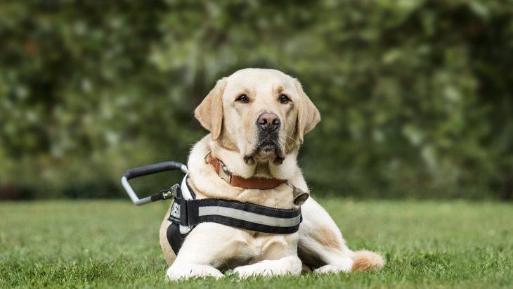 英国セレブリティが盲導犬チャリティのために愛犬とポーズ