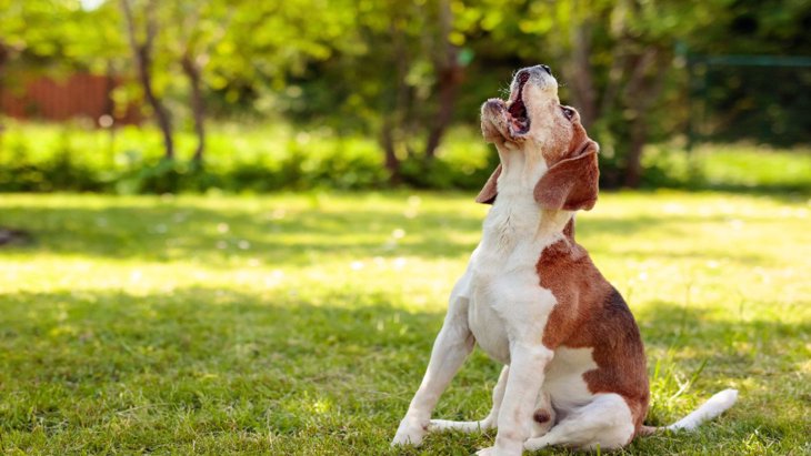 カナダの動物保護団体が犬の声帯切除手術の禁止を呼びかけ