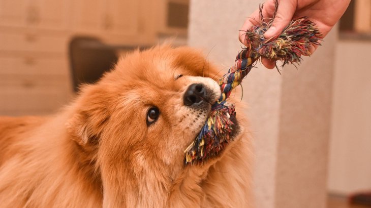 犬に『ロープのおもちゃ』はリスクが高い？4つの危険な理由を解説