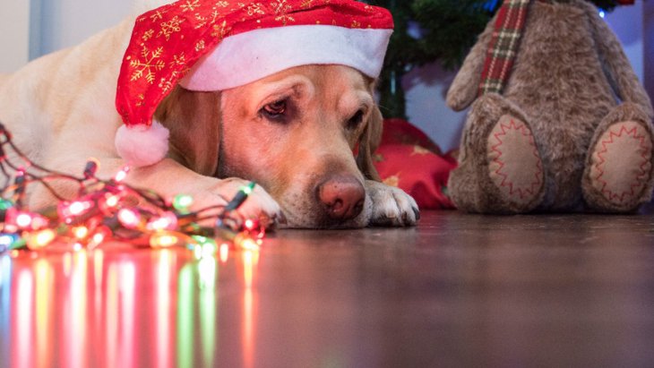 犬に絶対してはいけない『クリスマスの祝い方』4選