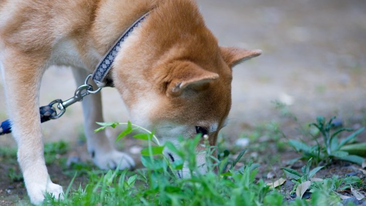 除草剤が犬に与える影響と危険性！お散歩時にも要注意