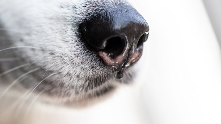 犬が飼い主のオナラを嗅ぐのはなぜ？3つの理由を解説