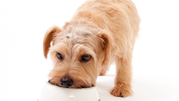 犬が小食になる理由とは？４つの原因とやるべき対処法