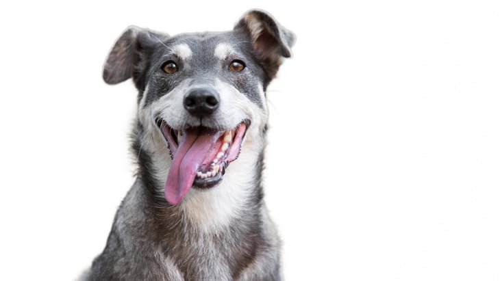 犬が舌を出している時の心理４選！注意すべきポイントは？