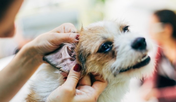 耳の病気になりやすい犬の特徴４選