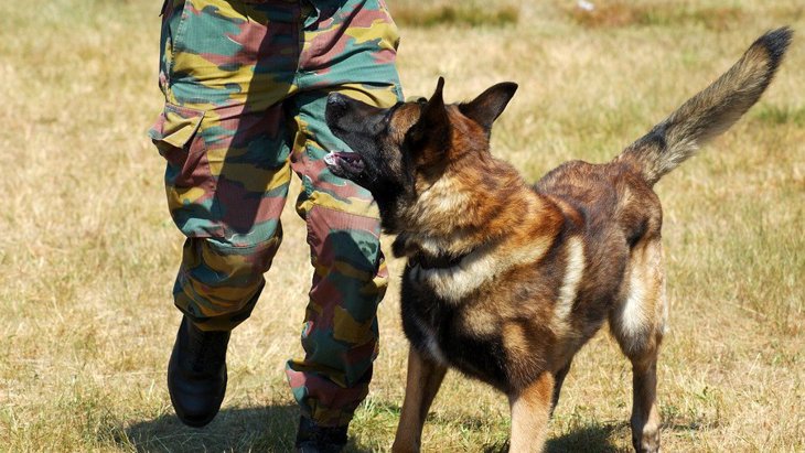 軍用犬とは？適した犬種や訓練方法、仕事や兵士との関係・歴史まで