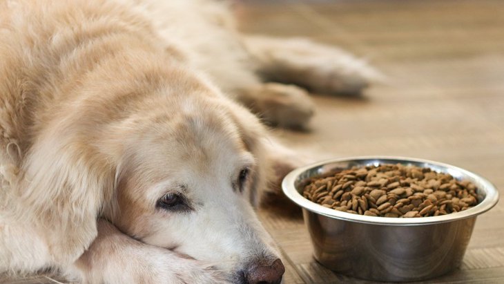 犬がご飯を食べない！『食が細い』時に考えられる理由４選
