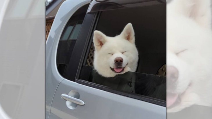 窓から覗くモフモフな笑顔♡ドライブが大好きなワンちゃんが話題♪